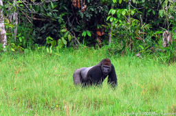 Gorilla, Mbeli Bai, Congo