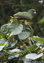 Jaco or Red-necked Parrot