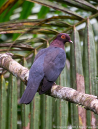 Scaly-naped pigeon