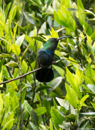 Green-throated Carib