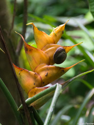 Snail on heliconia