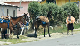 Woman and horses in Quilotoa