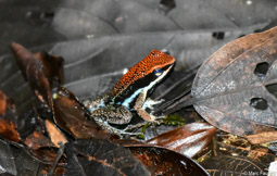 Ecuadorian Poison Dart Frog