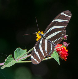 Striped butterfly on slopes of Cerro de la Bandera, La Union