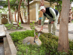 Marc petting a baby Common Duiker, Mom is in the front
Tourist Restaurant
Arba Minch, Ethiopia