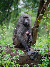 Olive baboon at Nechisar NP