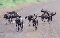 African Wild Dogs in Mago National Park