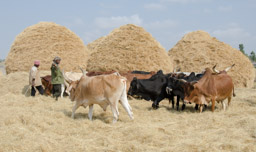 Cattle threshing teff