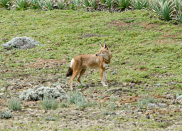 Ethiopian Wolf, Bale Mountains NP