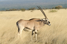 Oryx, Awash National Park