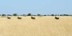 Beisa Oryx, Awash National Park