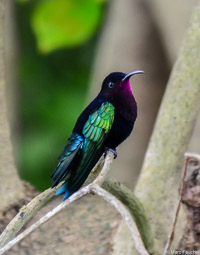 Purple-throated carib