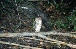 Vermiculated Fish Owl 