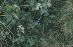 Shining-Blue Kingfisher 
