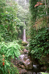 Sao Tome Waterfall 