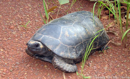 Yellow-spotted Amazon River turtle