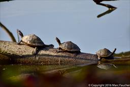 Assam Roof Turtles