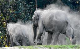 Fleeing Elephants at Pakke