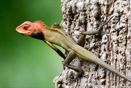 Indochinese Forest Lizard (M)