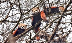 Red Panda Family