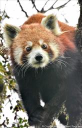 Red Panda (F)