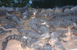 Crocodile Bank 
