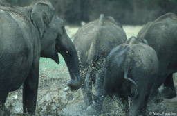 Elephants splashing 