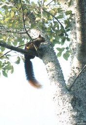 Malabar Giant Squirrel 