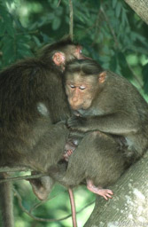 Bonnet macaques 