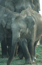 Juvenile elephant 