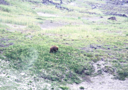 1st bear sighting