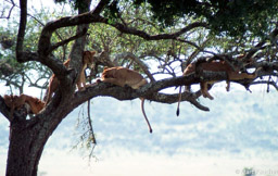 4 lions in tree 
