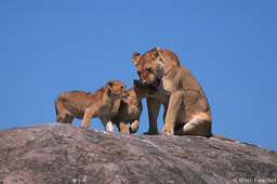 Lioness & 2 cubs 