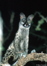 Spotted Genet 