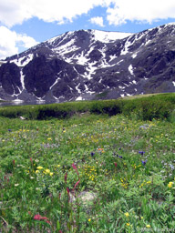 Altai Mtn Wildflowers