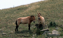 Wild Taki (Mongolian Horse)