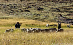 Berber Shepherds
