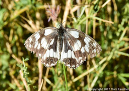 Moroccan Marbled White