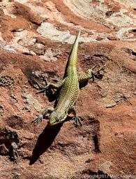 Moroccan rock lizard 