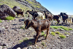 Goats on Tizi n' Tachedirt (Pass)