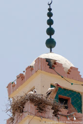 White Storks at Azilal