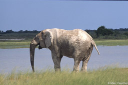 Etosha Elephant