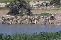 Thirsty Zebra