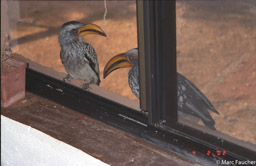 Hornbills at Window