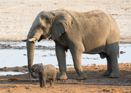 African Elephant Bull and Lost calf