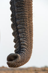Elephant trunk