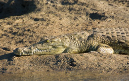 Nile Crocodile in Kunene River