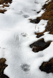 Snow leopard tracks?