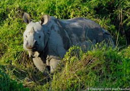 Chitwan Rhino