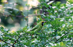 Gold-fronted leafbird 